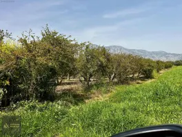 Döşemealtı Orta Mahallede, Yatırımlık Nar Bahçesi — fotoğraf 5