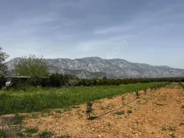 Döşemealtı Orta Mahallede, Yatırımlık Nar Bahçesi — fotoğraf 12