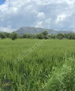 Korkuteli Bozova Kocaanbar'da 3.490 m² Verimli Tarla — fotoğraf 6